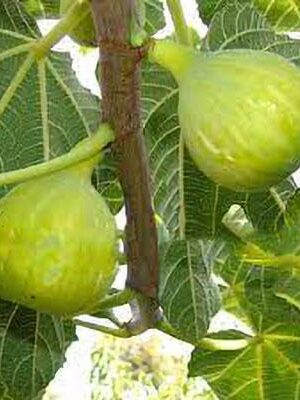 Fico-Fillacciano su naturando il vivaio per il tuo giardino con una vasta gamma di prodotti per la cura delle piante