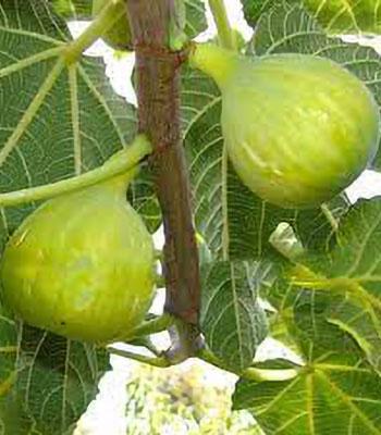 Fico-Fillacciano su naturando il vivaio per il tuo giardino con una vasta gamma di prodotti per la cura delle piante