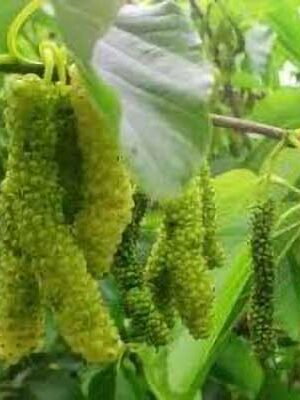 Gelsi-Morus-Saharanpur su naturando il vivaio per il tuo giardino con una vasta gamma di prodotti per la cura delle piante