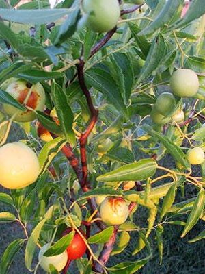 Giuggiolo Buluosuzao su naturando il vivaio per il tuo giardino con una vasta gamma di prodotti per la cura delle piante