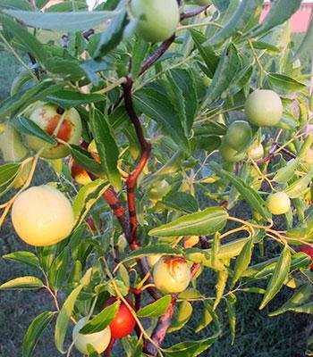 Giuggiolo Buluosuzao su naturando il vivaio per il tuo giardino con una vasta gamma di prodotti per la cura delle piante