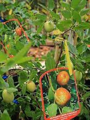 Giuggiolo Dabaizao su naturando il vivaio per il tuo giardino con una vasta gamma di prodotti per la cura delle piante