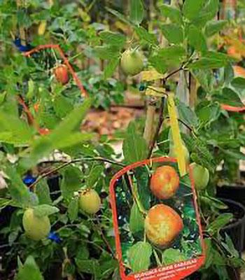 Giuggiolo Dabaizao su naturando il vivaio per il tuo giardino con una vasta gamma di prodotti per la cura delle piante