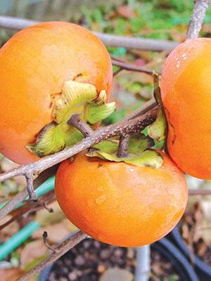 Kaki-Jiro su naturando il vivaio per il tuo giardino con una vasta gamma di prodotti per la cura delle piante