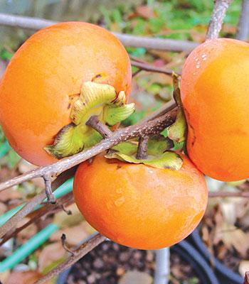 Kaki-Jiro su naturando il vivaio per il tuo giardino con una vasta gamma di prodotti per la cura delle piante