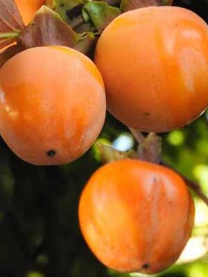 Kaki-Tipo su naturando il vivaio per il tuo giardino con una vasta gamma di prodotti per la cura delle piante