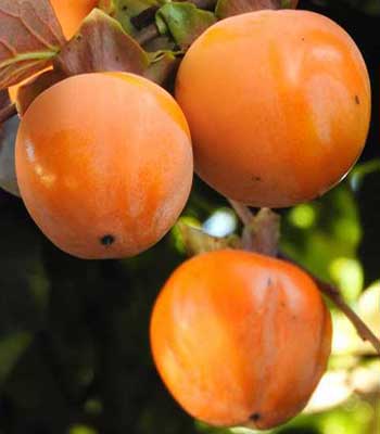 Kaki-Tipo su naturando il vivaio per il tuo giardino con una vasta gamma di prodotti per la cura delle piante