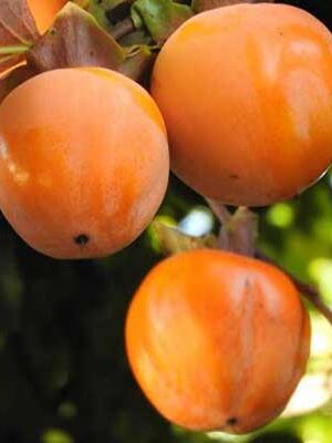 Kaki-Vaniglia su naturando il vivaio per il tuo giardino con una vasta gamma di prodotti per la cura delle piante