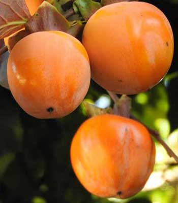 Kaki-Vaniglia su naturando il vivaio per il tuo giardino con una vasta gamma di prodotti per la cura delle piante