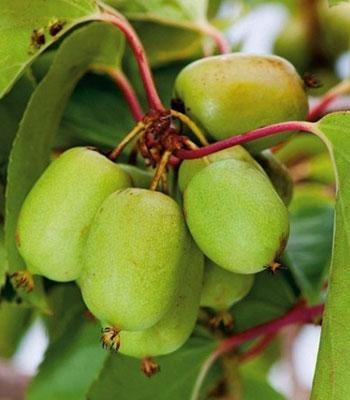 Kiwi-Arguta su naturando il vivaio per il tuo giardino con una vasta gamma di prodotti per la cura delle piante