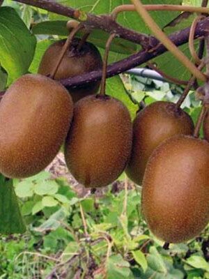 Kiwi Hayward su naturando il vivaio per il tuo giardino con una vasta gamma di prodotti per la cura delle piante