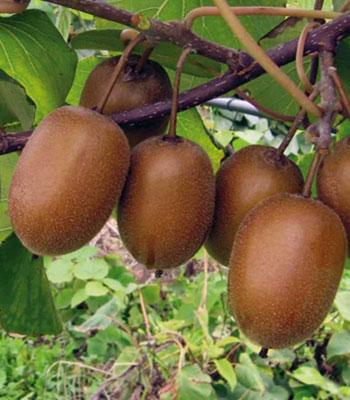 Kiwi Hayward su naturando il vivaio per il tuo giardino con una vasta gamma di prodotti per la cura delle piante