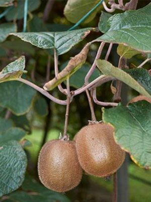 Kiwi-Jenny su naturando il vivaio per il tuo giardino con una vasta gamma di prodotti per la cura delle piante