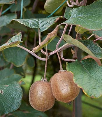 Kiwi-Jenny su naturando il vivaio per il tuo giardino con una vasta gamma di prodotti per la cura delle piante