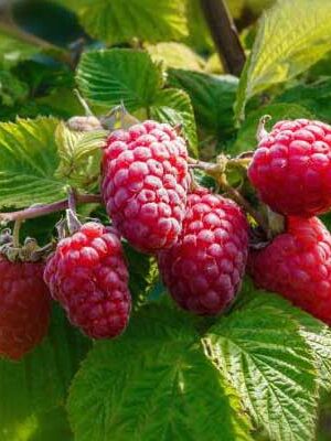 Lamponi-Biferi su naturando il vivaio per il tuo giardino con una vasta gamma di prodotti per la cura delle piante