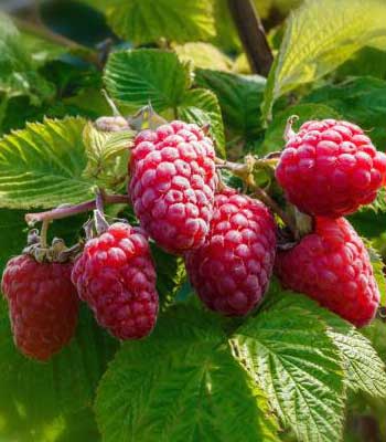 Lamponi-Biferi su naturando il vivaio per il tuo giardino con una vasta gamma di prodotti per la cura delle piante