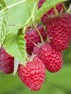 Lamponi-Uniferi su naturando il vivaio per il tuo giardino con una vasta gamma di prodotti per la cura delle piante