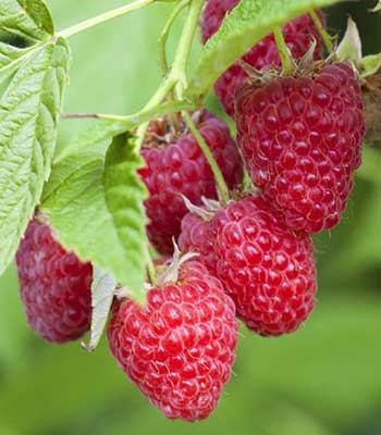 Lamponi-Uniferi su naturando il vivaio per il tuo giardino con una vasta gamma di prodotti per la cura delle piante