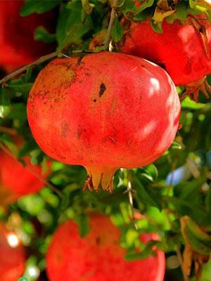Melograno-116_17 su naturando il vivaio per il tuo giardino con una vasta gamma di prodotti per la cura delle piante