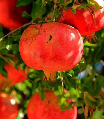 Melograno-116_17 su naturando il vivaio per il tuo giardino con una vasta gamma di prodotti per la cura delle piante