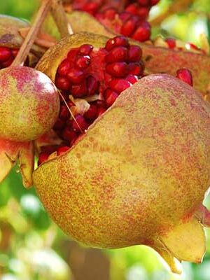 piante di melograni su naturando dal 1997 il vivaio per il tuo giardino