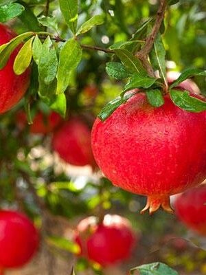 Melograno-Acco-128 su naturando il vivaio per il tuo giardino con una vasta gamma di prodotti per la cura delle piante