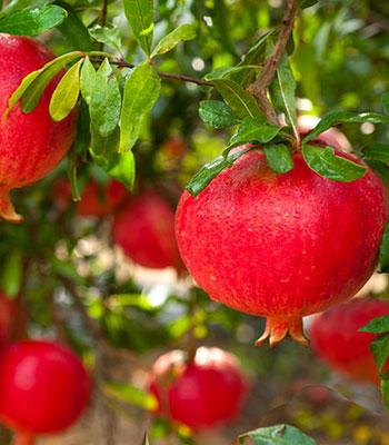 Melograno-Acco-128 su naturando il vivaio per il tuo giardino con una vasta gamma di prodotti per la cura delle piante