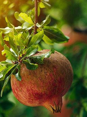 Melograno-Dente-di-Cavallo su naturando il vivaio per il tuo giardino con una vasta gamma di prodotti per la cura delle piante
