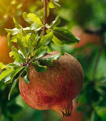Melograno-Dente-di-Cavallo su naturando il vivaio per il tuo giardino con una vasta gamma di prodotti per la cura delle piante