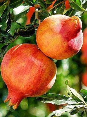 Melograno-Grossa-di-Faenza su naturando il vivaio per il tuo giardino con una vasta gamma di prodotti per la cura delle piante