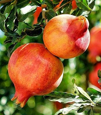 Melograno-Grossa-di-Faenza su naturando il vivaio per il tuo giardino con una vasta gamma di prodotti per la cura delle piante