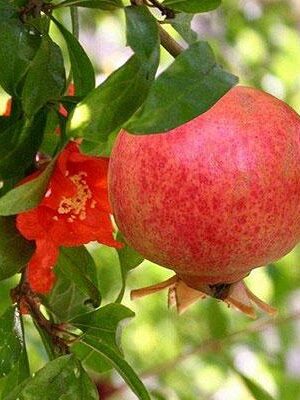 Melograno-Mollar su naturando il vivaio per il tuo giardino con una vasta gamma di prodotti per la cura delle piante