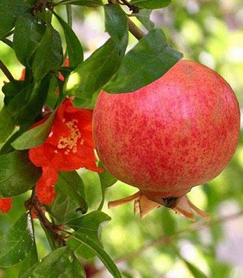 Melograno-Mollar su naturando il vivaio per il tuo giardino con una vasta gamma di prodotti per la cura delle piante