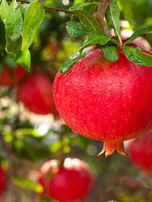 Melograno-Parfianka su naturando il vivaio per il tuo giardino con una vasta gamma di prodotti per la cura delle piante