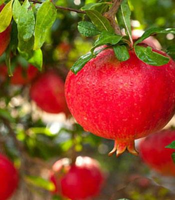 Melograno-Parfianka su naturando il vivaio per il tuo giardino con una vasta gamma di prodotti per la cura delle piante