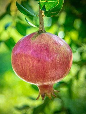 Melograno-Valenciana su naturando il vivaio per il tuo giardino con una vasta gamma di prodotti per la cura delle piante