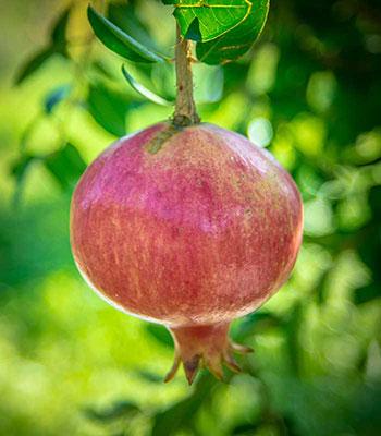 Melograno-Valenciana su naturando il vivaio per il tuo giardino con una vasta gamma di prodotti per la cura delle piante