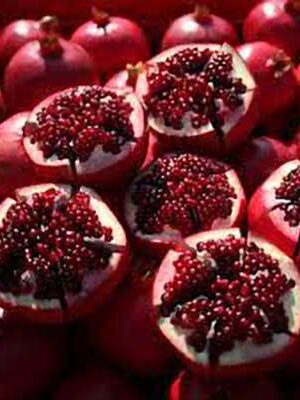 Melograno-Wonderful su naturando il vivaio per il tuo giardino con una vasta gamma di prodotti per la cura delle piante