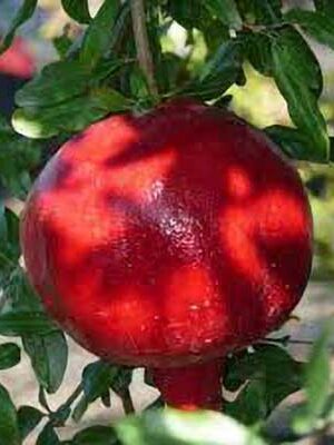 Melograno-Wonderful-precoce su naturando il vivaio per il tuo giardino con una vasta gamma di prodotti per la cura delle piante