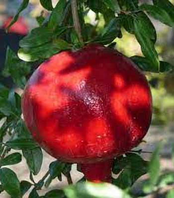 Melograno-Wonderful-precoce su naturando il vivaio per il tuo giardino con una vasta gamma di prodotti per la cura delle piante