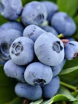 Mirtilli-Americani-Giganti su naturando il vivaio per il tuo giardino con una vasta gamma di prodotti per la cura delle piante