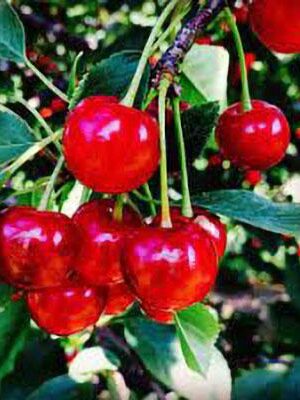 ciliegi Montmorency su naturando il vivaio per il tuo giardino con una vasta gamma di prodotti per la cura delle piante