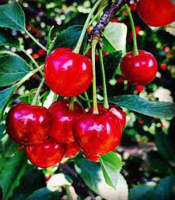ciliegi Montmorency su naturando il vivaio per il tuo giardino con una vasta gamma di prodotti per la cura delle piante