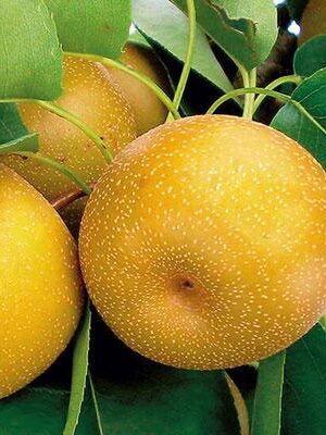 Nashi-Hosui su naturando il vivaio per il tuo giardino con una vasta gamma di prodotti per la cura delle piante