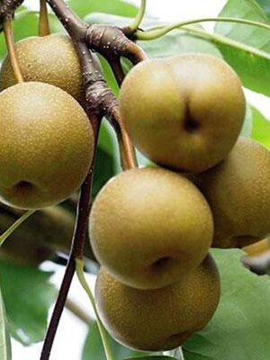 Nashi-Kosui su naturando il vivaio per il tuo giardino con una vasta gamma di prodotti per la cura delle piante