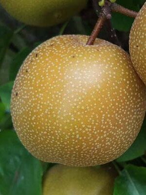 Nashi-Nijisseiki su naturando il vivaio per il tuo giardino con una vasta gamma di prodotti per la cura delle piante