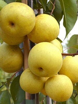 Nashi-Shinseiki su naturando il vivaio per il tuo giardino con una vasta gamma di prodotti per la cura delle piante