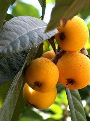 Nespolo-del-Giappone su naturando il vivaio per il tuo giardino con una vasta gamma di prodotti per la cura delle piante