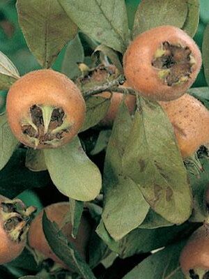 Nespolo-di-Germania su naturando il vivaio per il tuo giardino con una vasta gamma di prodotti per la cura delle piante