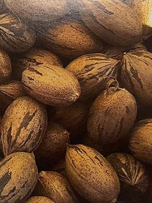 Noce-Pecan-Cape-Fear su naturando il vivaio per il tuo giardino con una vasta gamma di prodotti per la cura delle piante